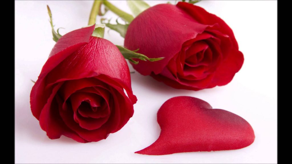 Mơ thấy hoa hồng có ý nghĩa gì trong cuộc sống
